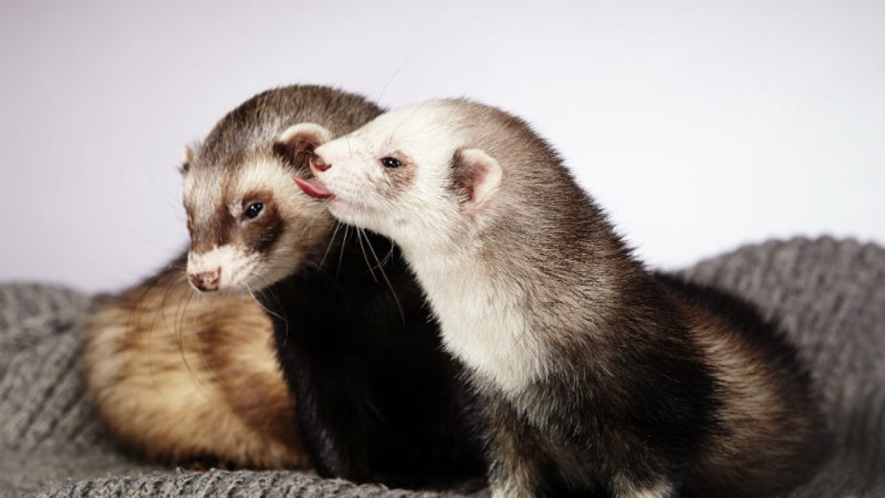 ferrets