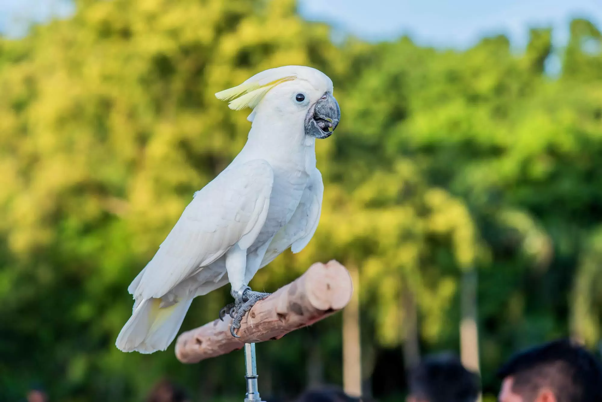 cacatua