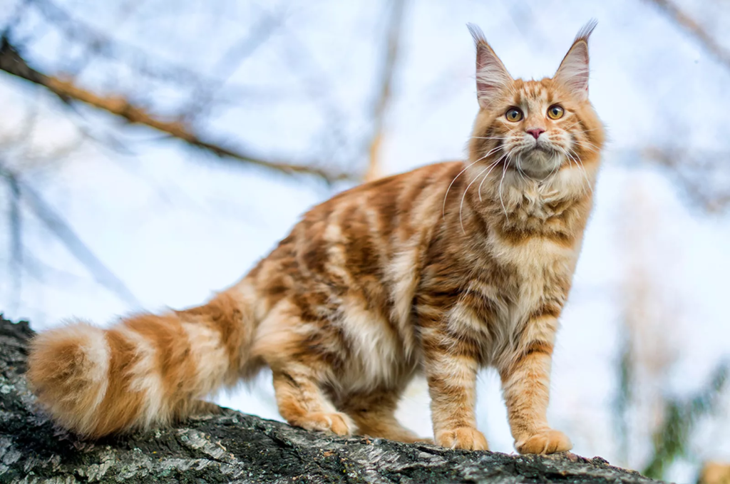 A maior raça de Gatos do Mundo, Maine Coon - Pata Digital