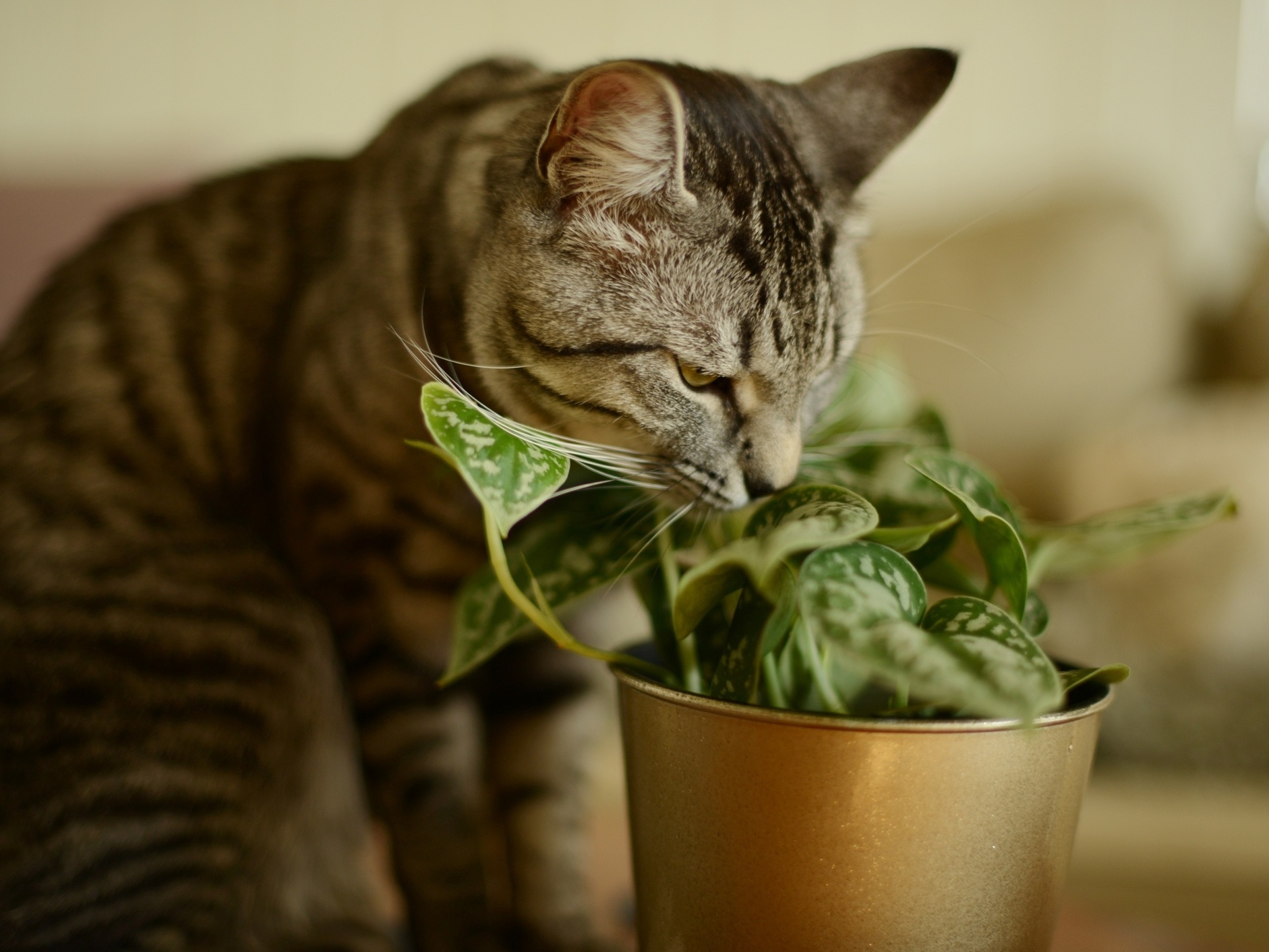 plantas tóxicas para pets