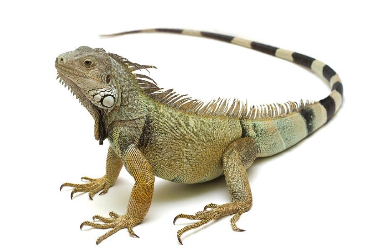 iguana, pet não convencional