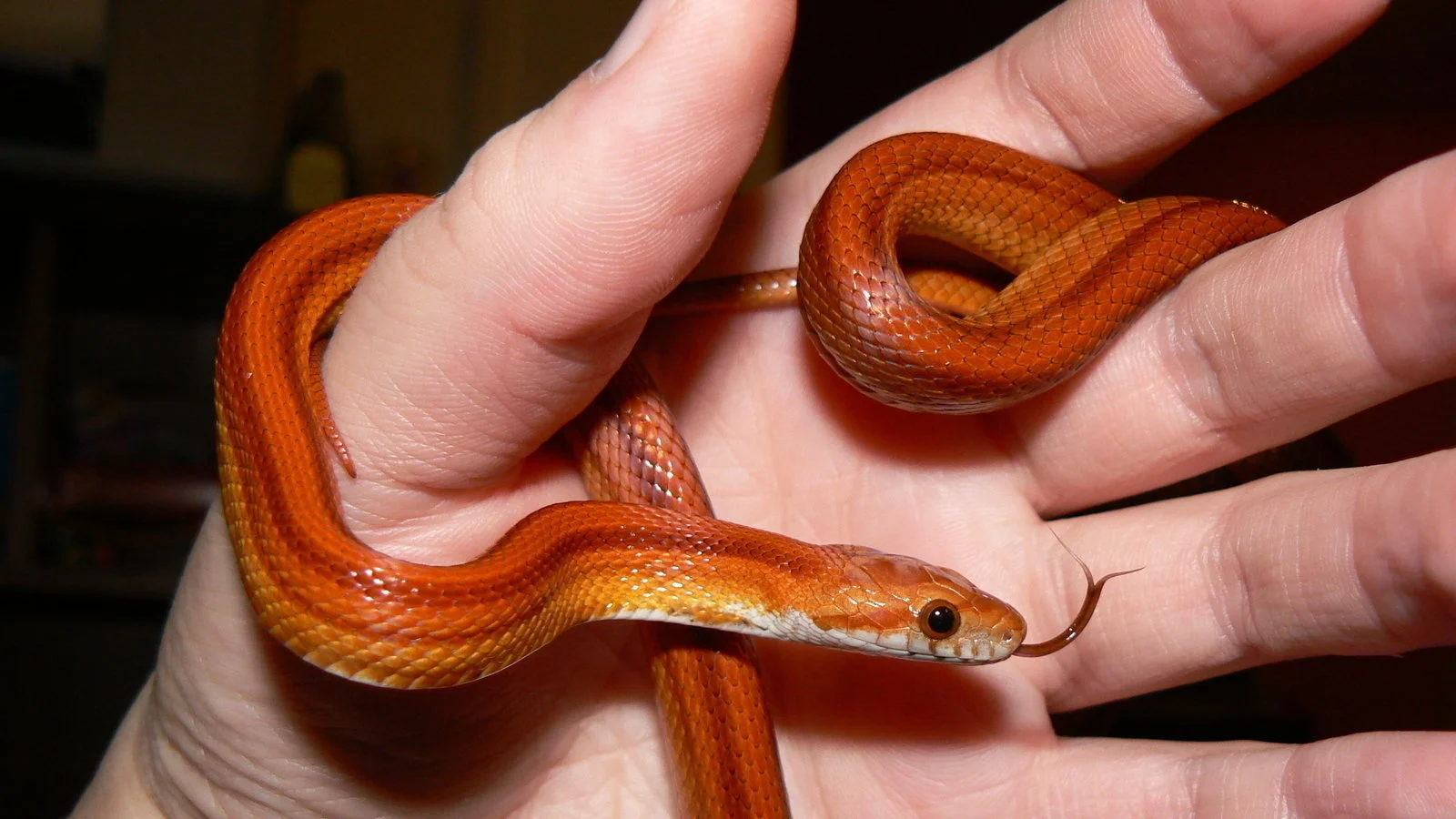 cobras podem ser ciradas como pet