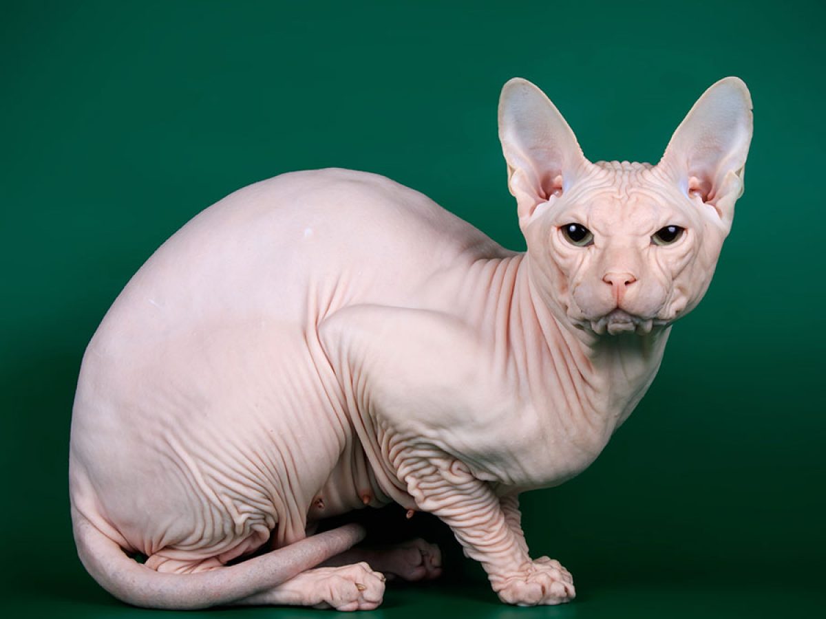 gato egito