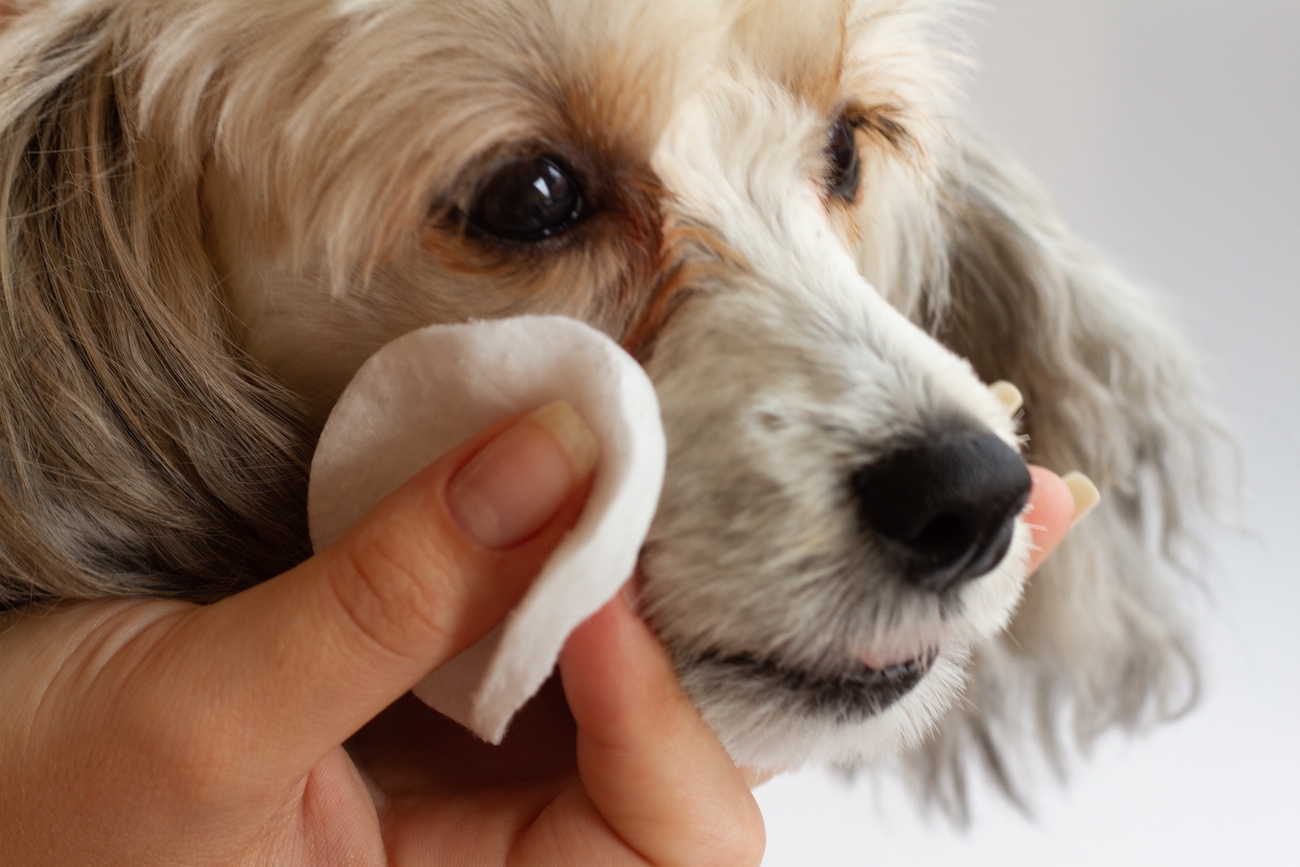 lágrima ácida em cães