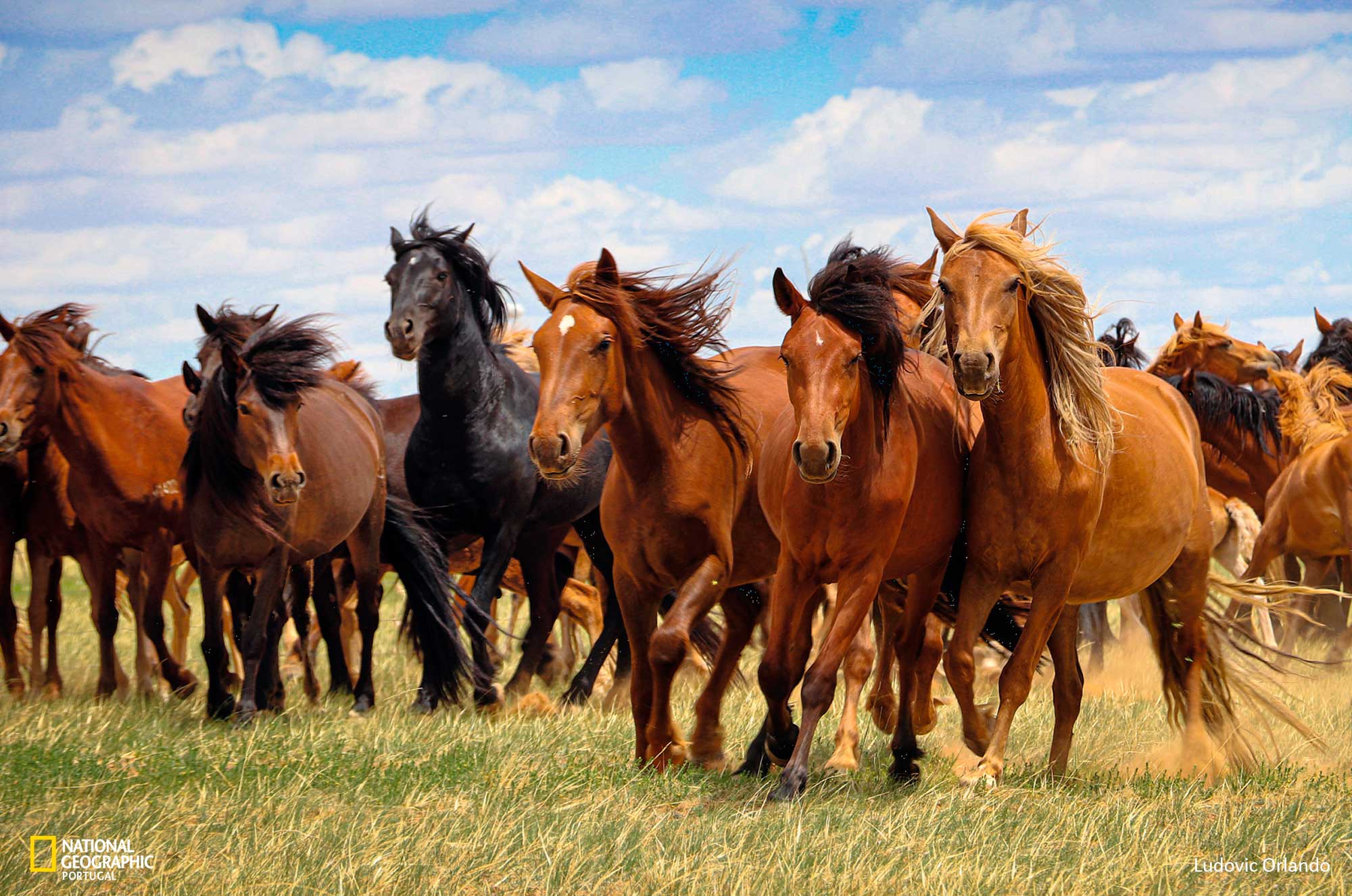 cavalos como animais de companhia