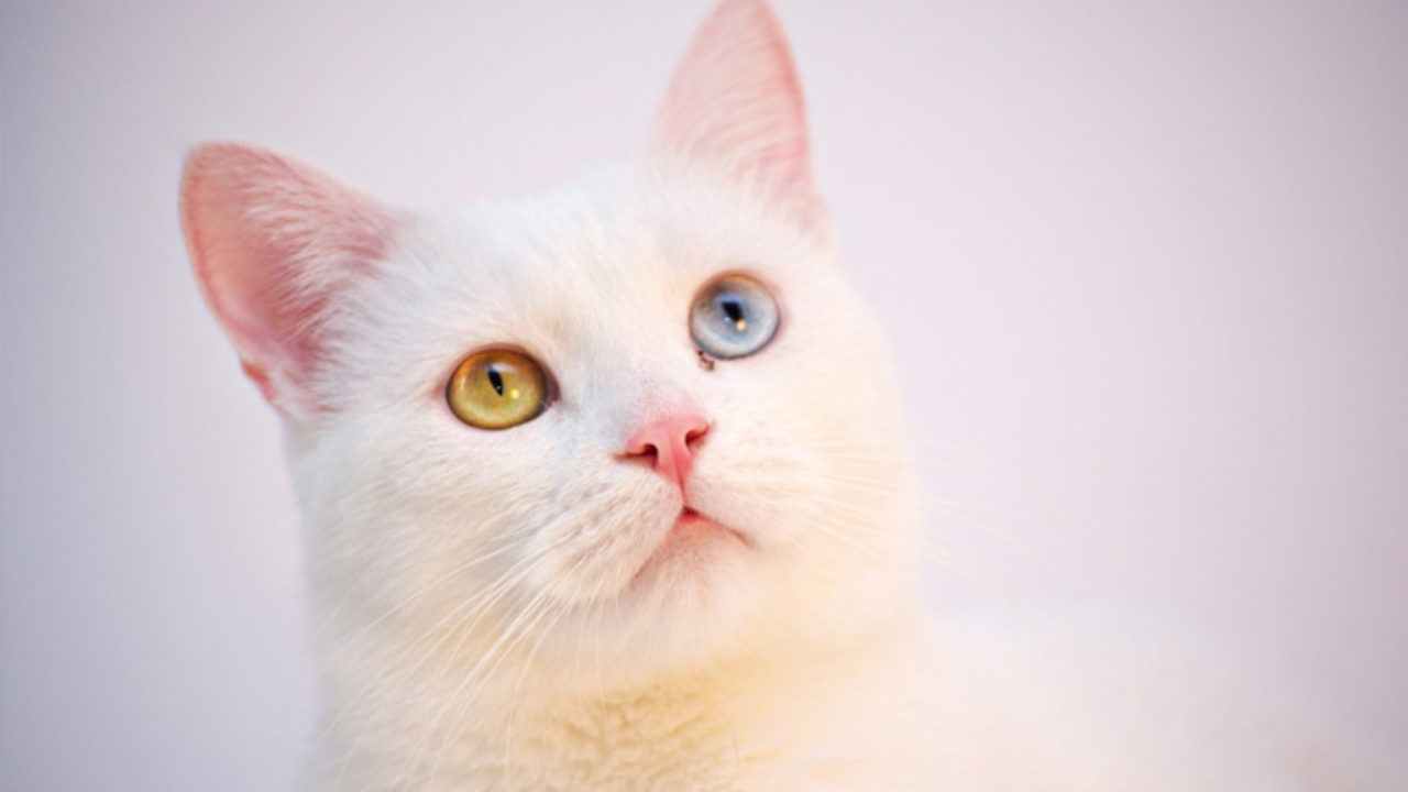 heterocromia em gatos