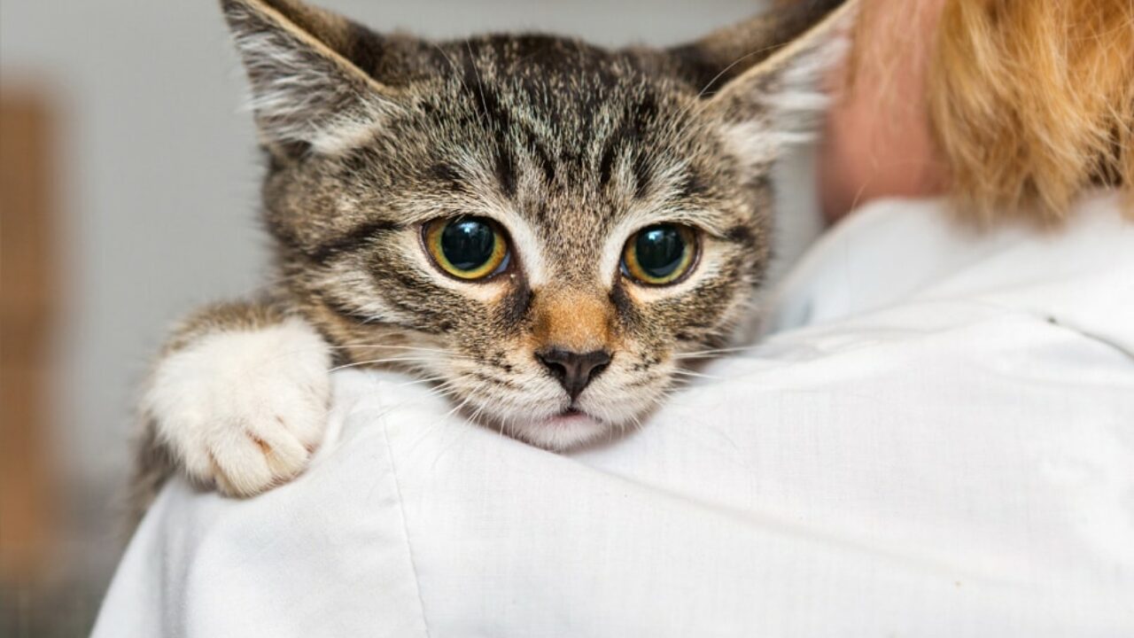 toxoplasmose