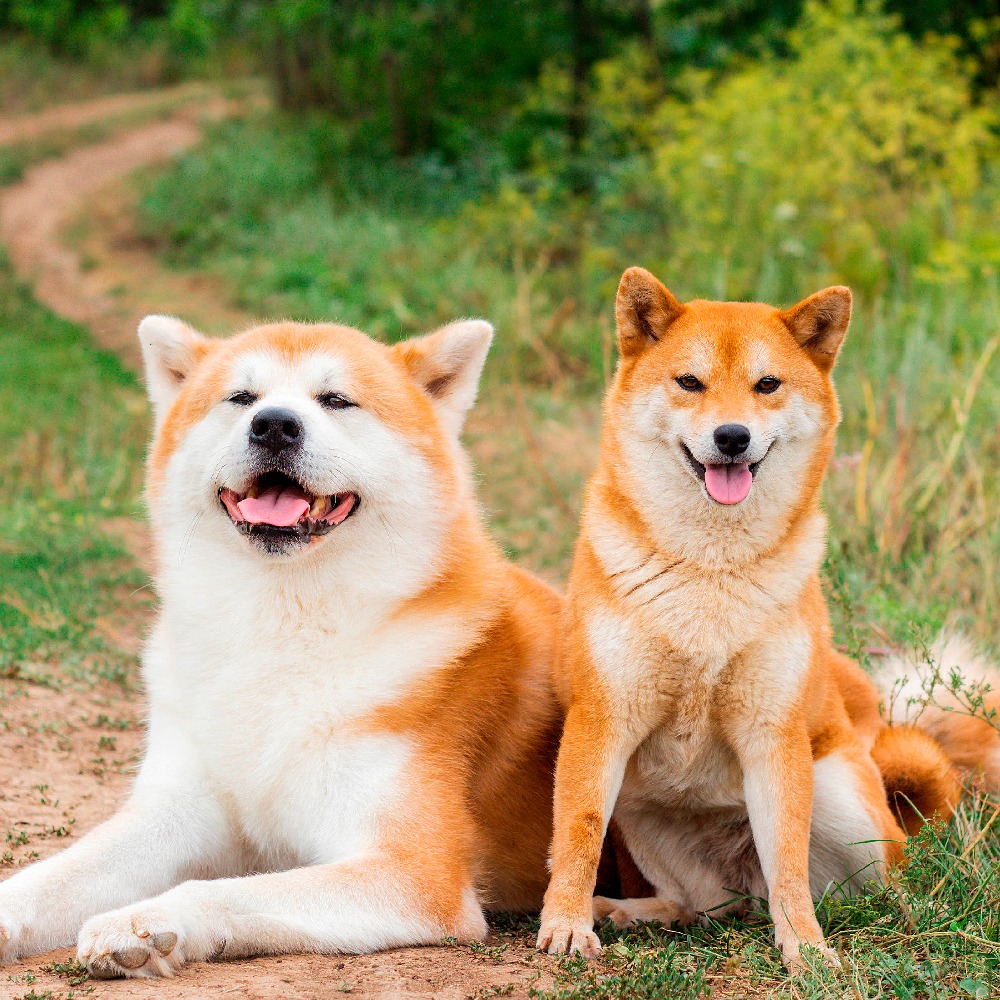 Entenda as diferenças entre Akita Inu e Shiba Inu