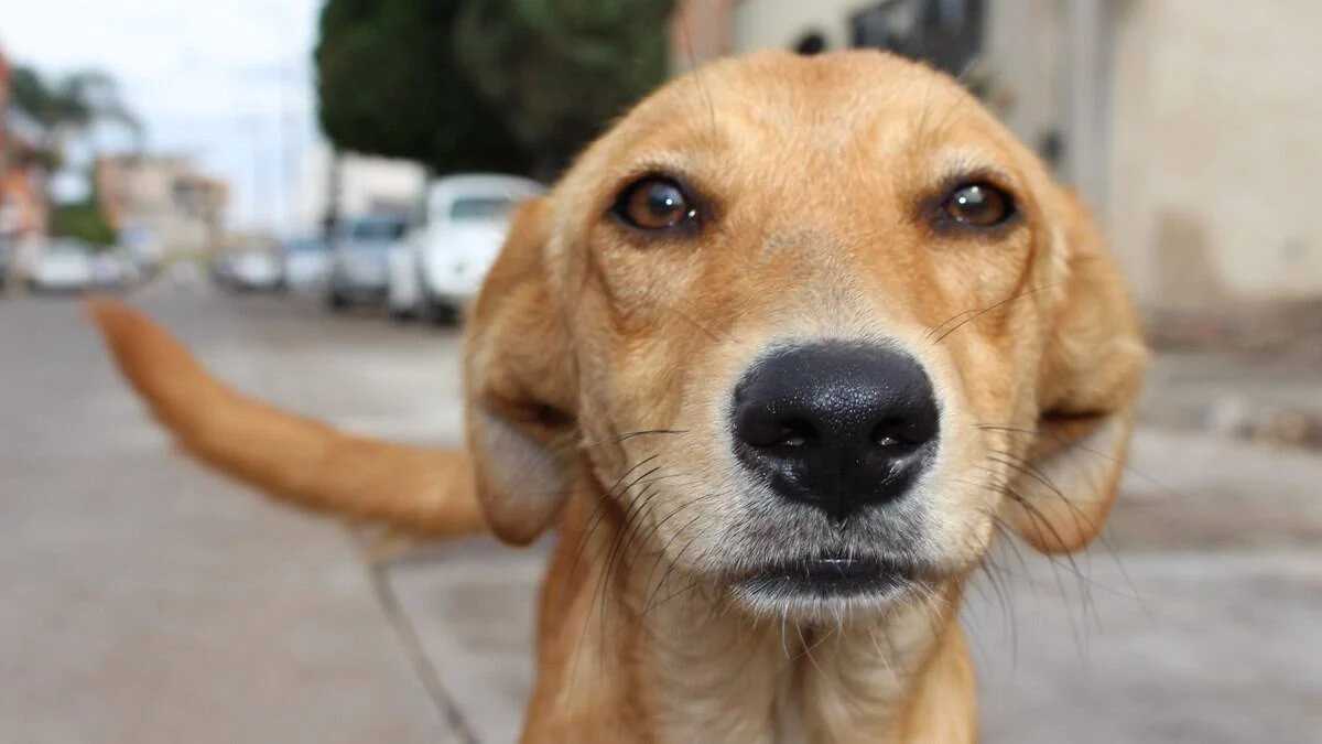 Cachorro caramelo: a cara do Brasil