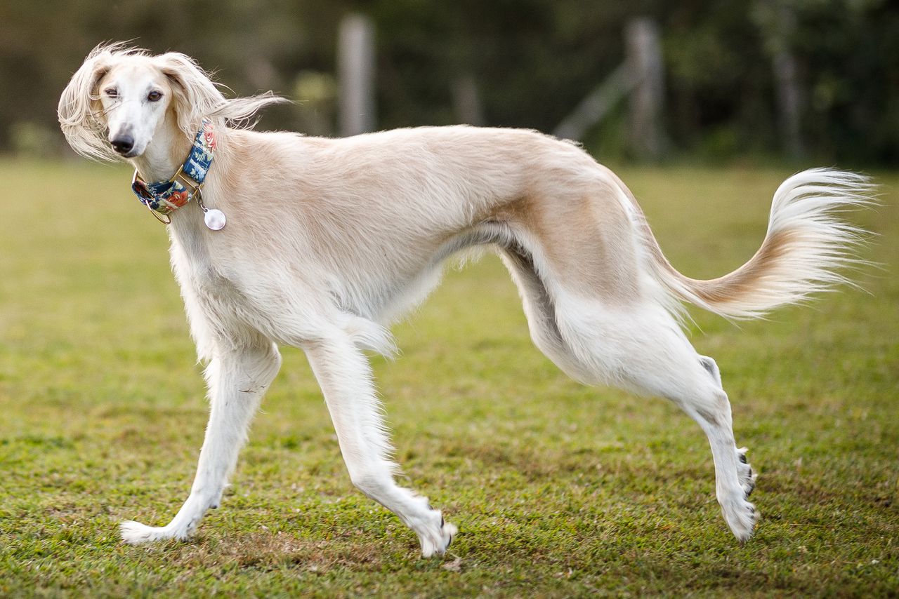 Conheça as raças caninas mais antigas do mundo!