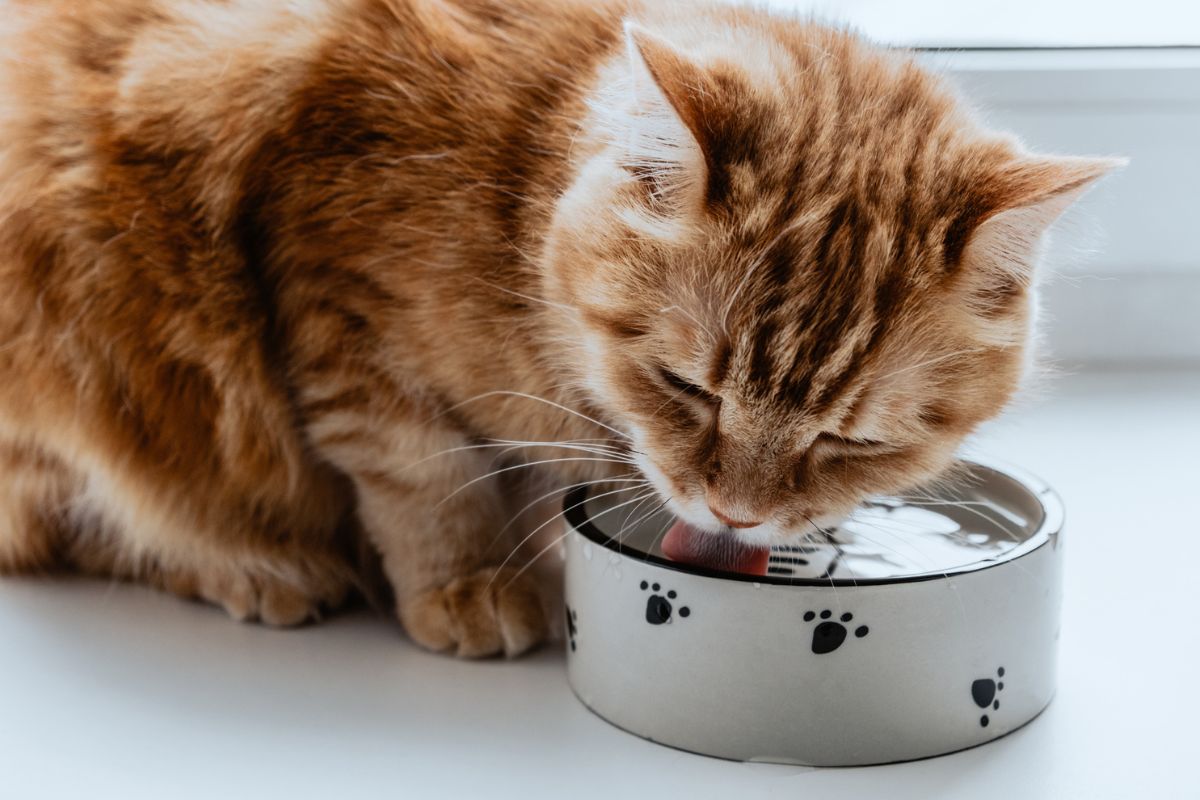 por que os gatos preferem beber água do box?