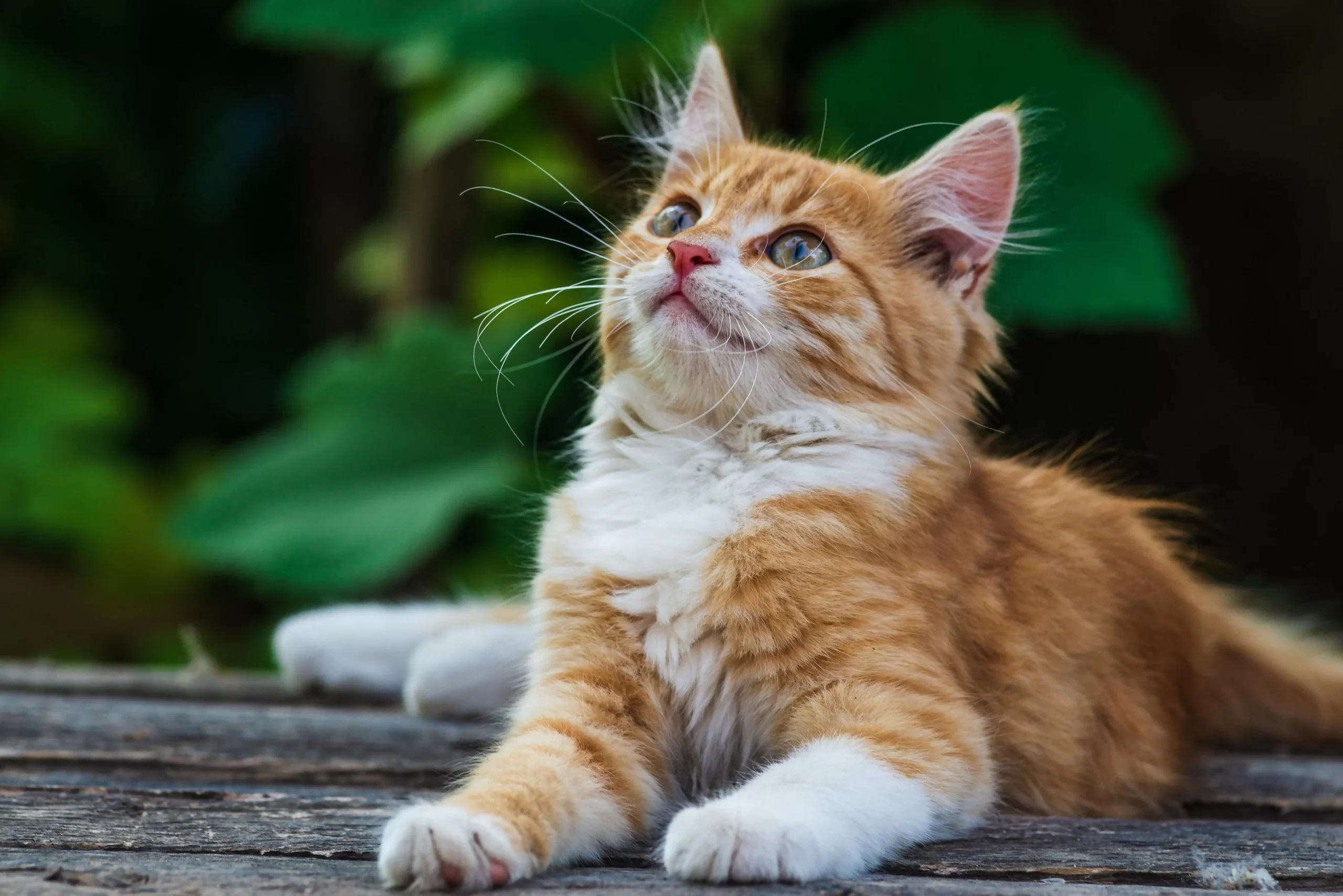 Gatos laranjas: curiosidades e personalidade