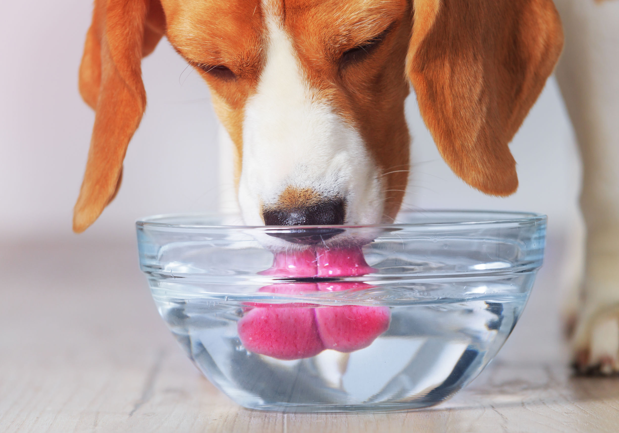 A importância da hidratação para os pets: como garantir que seu animal beba água suficiente