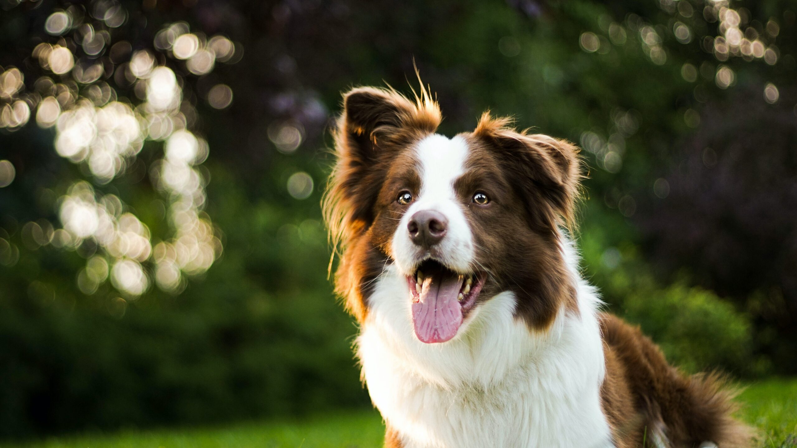 Border Collie: o Einsten dos cães pastores