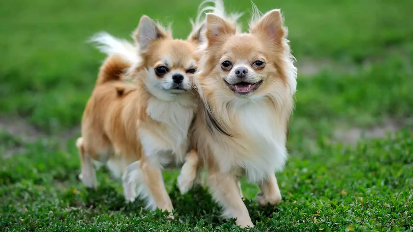 Conheça a raça Chihuahua