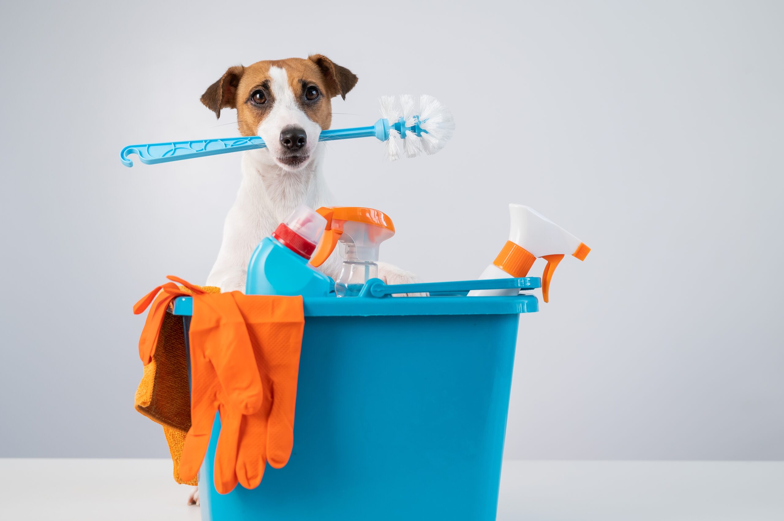 Truques para manter a casa limpa com pets