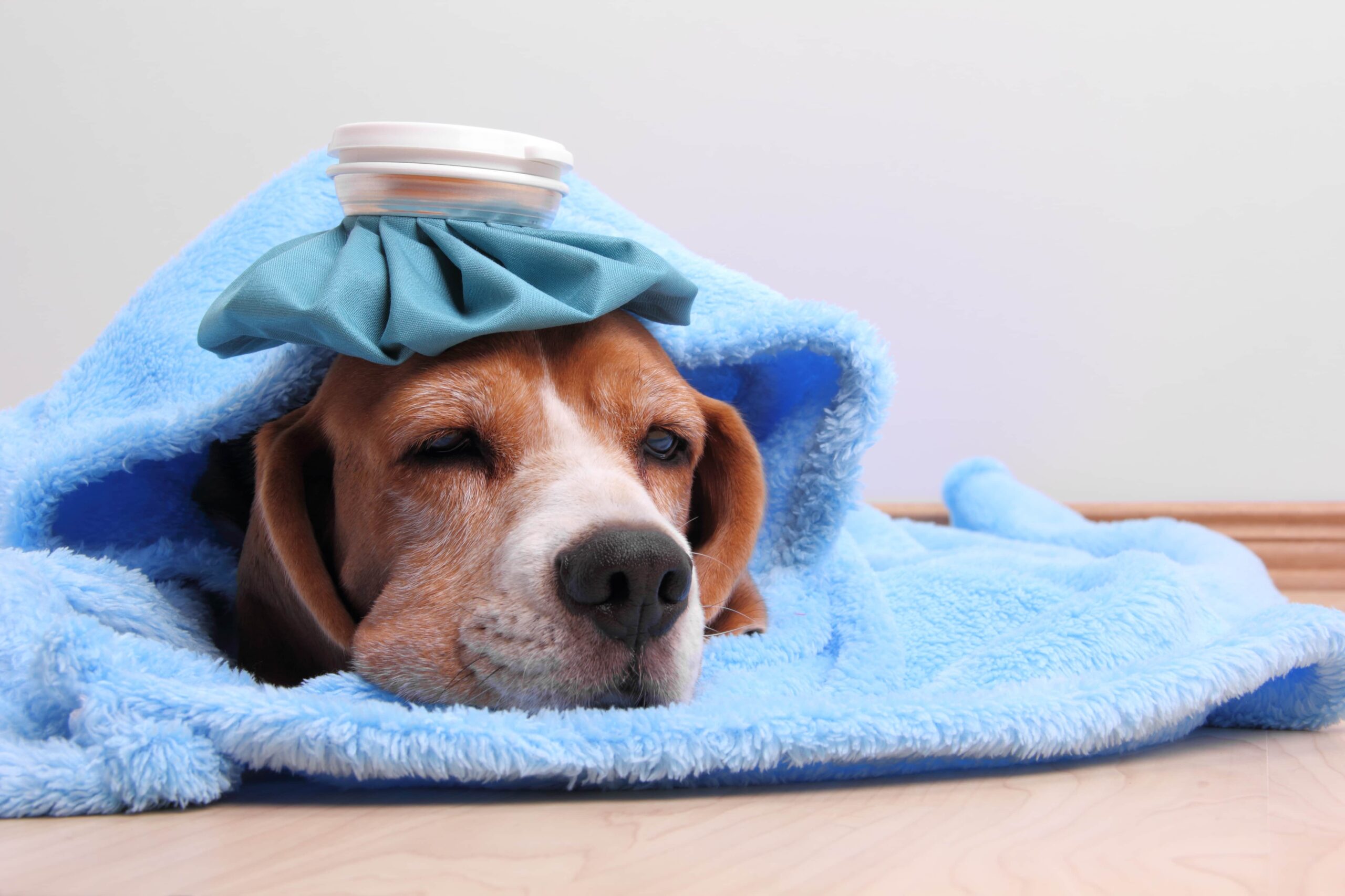 Aprenda como identificar problemas de saúde do seu pet